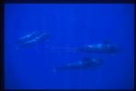 Shortifn Pilot Whales 119
