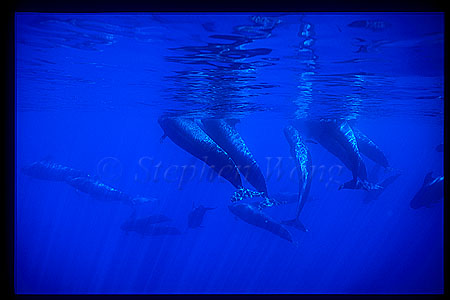 Shortifn Pilot Whales 120
