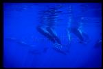Shortifn Pilot Whales 120