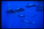 Shortifn Pilot Whales 121