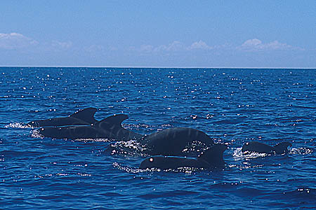 Shortifn Pilot Whales 123