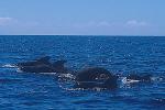 Shortifn Pilot Whales 123