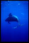 Shortifn Pilot Whales 125
