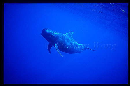 Shortifn Pilot Whales 126