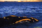 Southern Right Whale 02 adult, sunset, callosities copy
