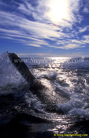 Southern Right Whale 03 adult pect lifting copy
