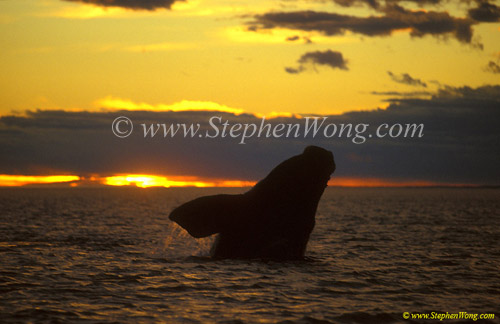 Southern Right Whale 05 breaching sunset copy