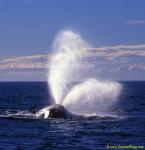 Southern Right Whale 10b blows copy