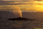 Southern Right Whale 13 sunset blows copy