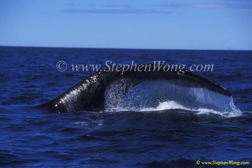 Southern Right Whale 14 fluking copy