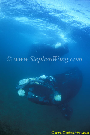 Southern Right Whale 17 copy