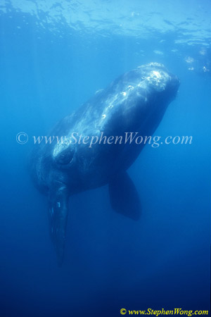 Southern Right Whale 18 copy