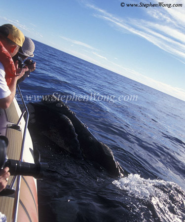 Southern Right Whale 23 comes to boat copy