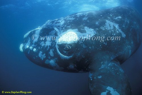 Southern Right Whale 26 copy