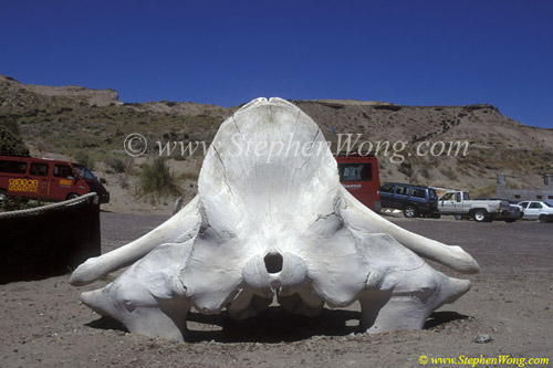 Southern Right Whale Bone 01 copy