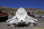 Southern Right Whale Bone 01 copy