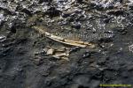 Southern Right Whale Bones fossilized 02 copy