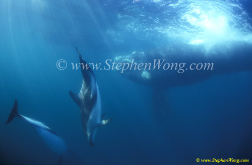 Southern Right Whale & Dusky Dolphins 02 copy
