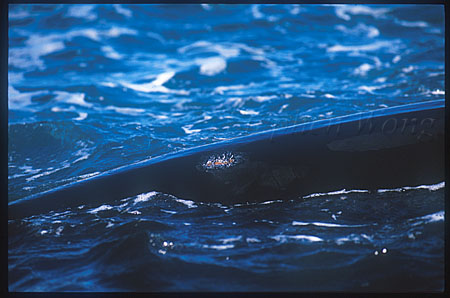 Southern Right Whale & Sea Gull 03