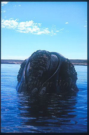 Southern Right Whales 106