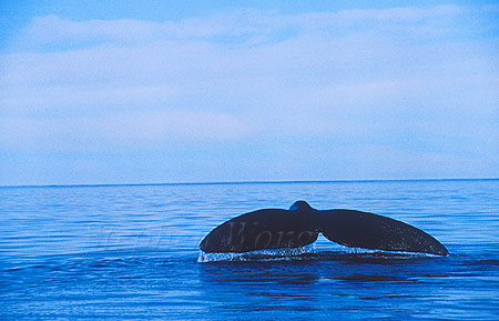 Southern Right Whales 115