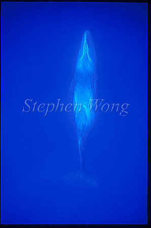 Sperm Whales 111
