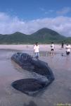 Sperm Whales 114 dead, Hong Kong 080803