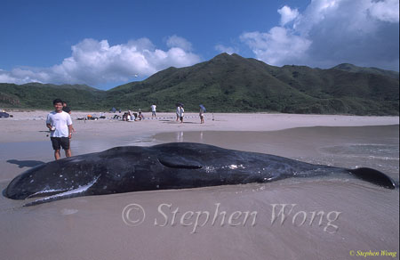 Sperm Whales 115 & Tommy, Hong Kong 080803