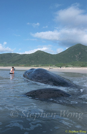 Sperm Whales 120 dead, Hong Kong 080803