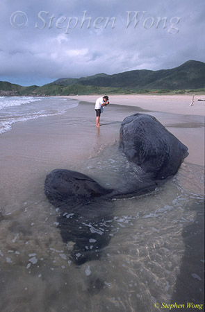 Sperm Whales 124 & Tommy, Hong Kong 080803
