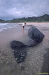 Sperm Whales 124 & Tommy, Hong Kong 080803