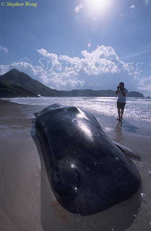 Sperm Whales 130 & Tommy, Hong Kong 080803