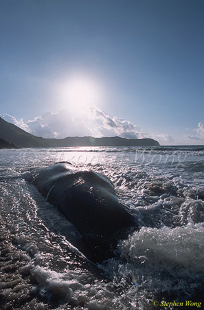 Sperm Whales 132 dead, Hong Kong 080803