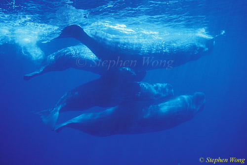 Sperm Whales 142 110803