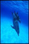 Atlantic Spotted Dolphins 105