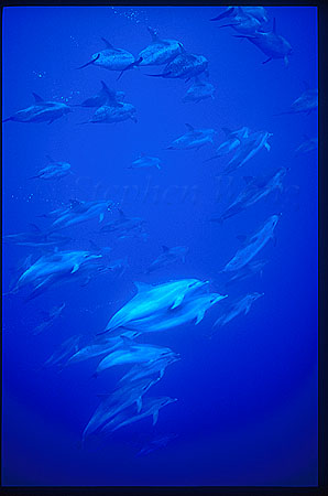 Atlantic Spotted Dolphins 110