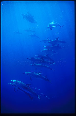 Atlantic Spotted Dolphins 111