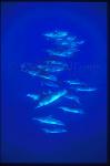 Atlantic Spotted Dolphins 113