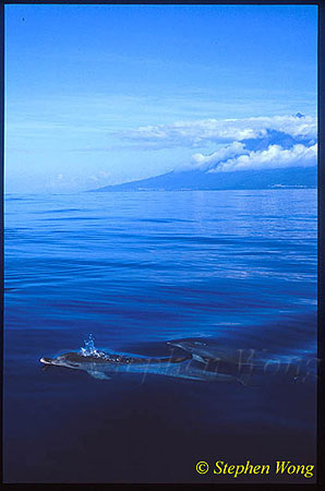 Atlantic Spotted Dolphins 114