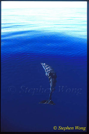 Atlantic Spotted Dolphins 115