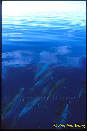 Atlantic Spotted Dolphins 116