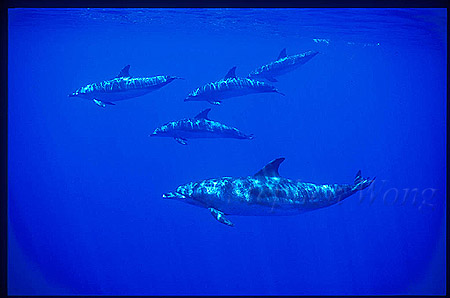 Atlantic Spotted Dolphins 125