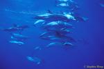 Atlantic Spotted Dolphins 134 110803