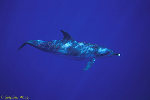 Atlantic Spotted Dolphins 135 110803