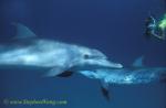 Atlantic Spotted Dolphins 143 0705