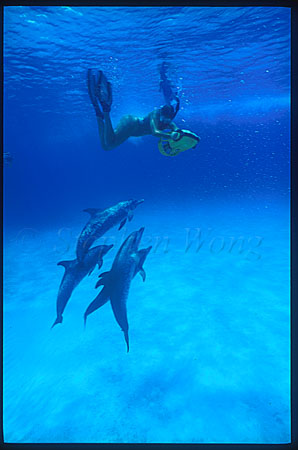 Atlantic Spotted Dolphins & toy 102