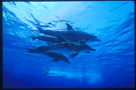 Atlantic Spotted Dolphins & toy 103