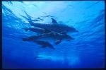 Atlantic Spotted Dolphins & toy 103
