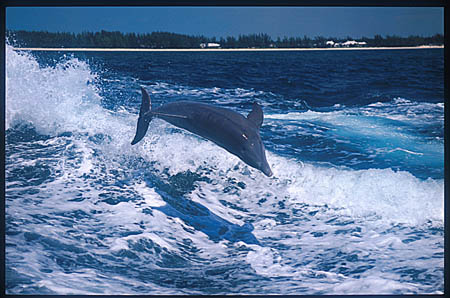 Bottlenosed Dolphins 101