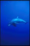 Bottlenosed Dolphins 102